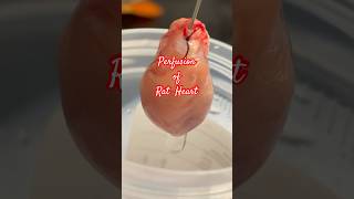 Perfusion of rat heart shorts scienceexperiment heart perfusion [upl. by Routh861]