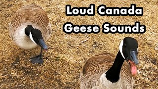 What Does Canada Geese Sound Like  Loud Canada Goose Sounds and Calls  Sound Effects [upl. by Ramak]