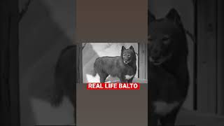 The Real Life Balto [upl. by Onairpic958]