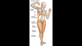 Drenaje Linfático de Piernas  Parte 1 [upl. by Geordie]