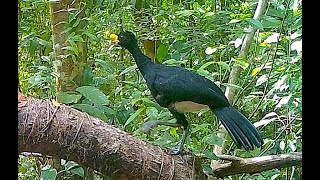 Great Curassow Calling ASMR Video Two Ways Captured by Trail Camera [upl. by Gervase]