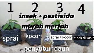 PUPUK 3 in 1 organik cair murah [upl. by Coniah]