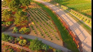 Lavender Garden at Chatfield Farms [upl. by Dnalyaw965]