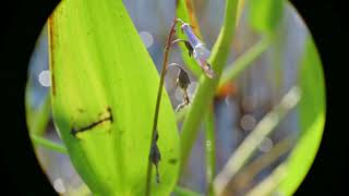 Lobelia dortmanna Water Lobelia [upl. by Bible]