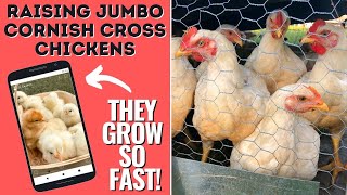 WEEKS 19 OF RAISING MEAT CHICKENS  JUMBO CORNISH CROSS BROILERS  The Galloway Farm [upl. by Trow269]