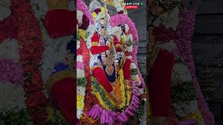 ⚜️ Sennikkula nagar vasan  Murugan song  Kavadi Sindhu murugan முருகன் murugansongs devotional [upl. by Esdras321]