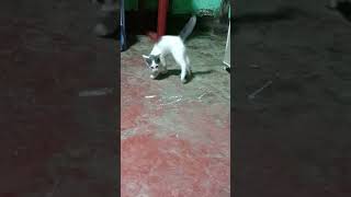 Part 2 Hyperactive Village Cat playing like LeoMessi ronaldOMG😹cat messi ronaldo football [upl. by Nosecyrb]