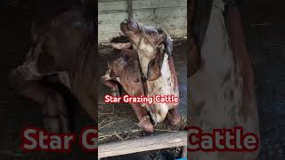 Star Grazing Cattle  Nervine Symptoms [upl. by Yentihw977]