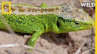 Ce lézard avale des bourdons vivants [upl. by Gluck]