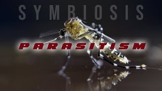 Symbiosis Parasitism [upl. by Gardie]