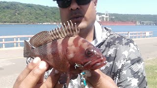 Shore Slow Jigging HalfMoon Rockcod Caught [upl. by Suivatnod]