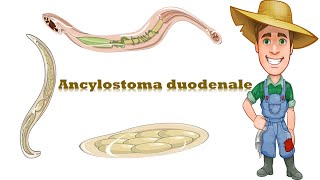 شرح Ancylostoma duodenale Hook worm [upl. by Garik806]