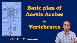 Basic plan of Aortic arches [upl. by Becky]