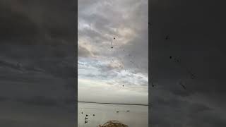 Duck Hunting 🦆 hunting duckhunting outdoors precision youtubeshorts gunsound viralvideo [upl. by Aelsel]