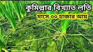 লতি কচু চাষ পদ্ধতি কুমিল্লা  Loti Kochu cumilla [upl. by Marco]