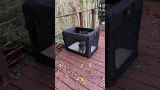 EXTREME Travel Dog Crate review Veehoo [upl. by Macfarlane]