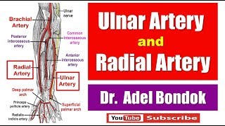 Ulnar Artery and Radial Artery Dr Adel Bondok [upl. by Libys]