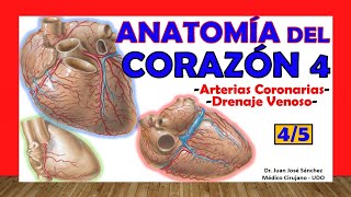 🥇 Anatomía del CORAZÓN 45  Arterias Coronarias Drenaje Venoso [upl. by Laenaj]