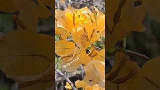 Brighten Your Garden with Yellow Bougainvillea 🌞bougainvilliers shorts flowers viral nature [upl. by Kriste]