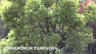 Cinnamomum camphora Garden Center online Costa Brava  Girona [upl. by Elram]