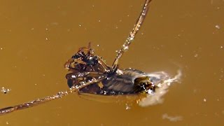 Water Insect Backswimmer  Captures An Ant [upl. by Halima]