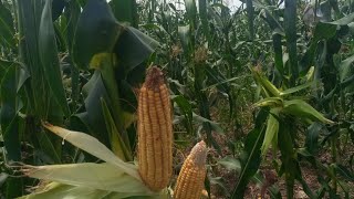 changing the narrative of sweet corn seeds preparation the farmers solution farming [upl. by Nodaj]