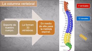 LOS HUESOS DE LA COLUMNA VERTEBRAL [upl. by Nidraj630]