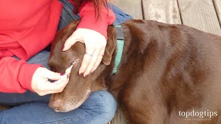 How To Apply Eye Ointment to A Dog [upl. by Reerg]