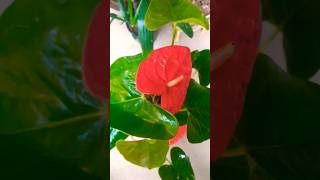 Anthurium ko khubsurat ghana banane ke liye ye kam karen gardenigtip shortvideo 🌿😮👍😊 [upl. by Siusan]