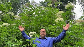 ONE Elderberry GIANT – no secret just grow the Bob Gordon Elderberry [upl. by Otrebilif]