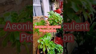 Aeonium Plant Care amp Propagation  Aeonium Succulent Care  How To Propagate Aeonium Plant  Aeonium [upl. by Anirak]