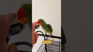 I am trying to teach my parrot to “Allah hoo”🫶🏻youtube youtubeshorts parrot [upl. by Marty980]