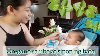 Oregano gamot sa ubo at sipon ng baby  Natural remedy for cough amp cold [upl. by Parnell756]