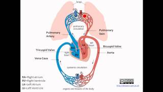 Pulmonary and Systemic Circulation [upl. by Selrahc]