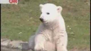 Polar Bear Knut on CNN and Prosieben  Eisbär Knut [upl. by Neila127]