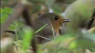 Amazing Nature Photography of the British Sparrowhawk Bird  David Attenborough  BBC Studios [upl. by Connolly]