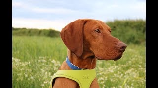 Buddy  11 month old Hungarian Vizsla  2 Weeks Intensive Dog Training [upl. by Illene861]