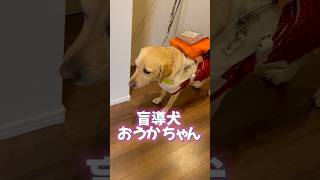 盲導犬おうかは職場のアイドル 盲導犬 犬好きさんと繋がりたい ラブラドールレトリバー dog [upl. by Acnayb951]