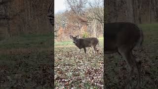 BIG buck GRUNTED into 5 yards from the ground [upl. by Germano]