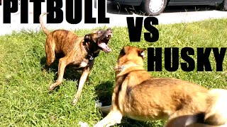 PITBULL VS HUSKY [upl. by Millford747]