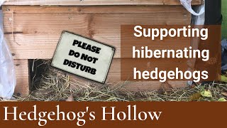 Caring for hibernating hedgehogs  Hedgehogs Hollow shorts [upl. by Rudyard605]