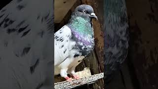 High flyer kabootar pigeon youtube new viralvideos kabootarbazzi pigeonstatus trendingshorts [upl. by Aronaele830]