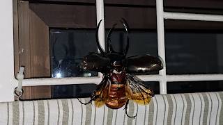 Chalcosoma Caucasus Soars Through My Room [upl. by Godfry906]