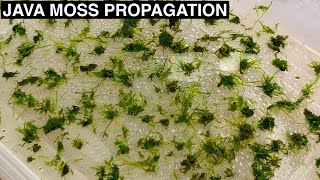 How to Propagate Java Moss  Improved Experiment Setup [upl. by Nalyak]