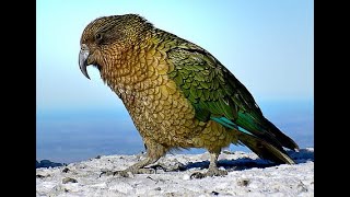 quotKea Capers Exploring the Curious and Clever World of New Zealands Alpine Parrotquot [upl. by Hultgren]