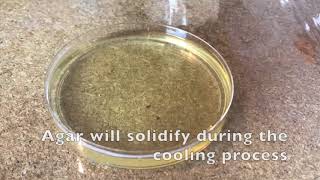 60 Second Protocols How to Make Agar Plates [upl. by Rexfourd]