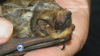 Scientists reveal origins of Hawaiian hoary bat [upl. by Boyt]