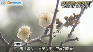 太宰府天満宮「飛梅」開花…去年より１１日早く [upl. by Ymerej]