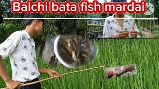 Balchi bata fish mardai [upl. by Reg144]