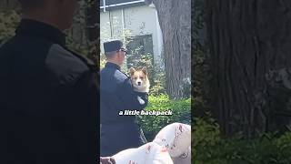 Police Dog Corgi pets heartwarmingpets animallover animals [upl. by Jean]